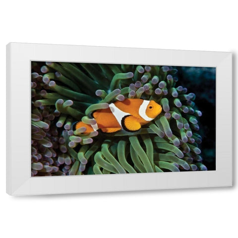 Fish III White Modern Wood Framed Art Print by Peterson, Lee