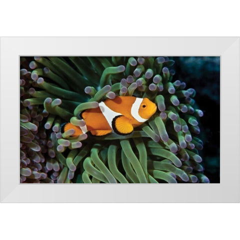 Fish III White Modern Wood Framed Art Print by Peterson, Lee