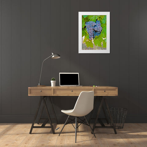 Cougar Winery Grapes I White Modern Wood Framed Art Print by Peterson, Lee