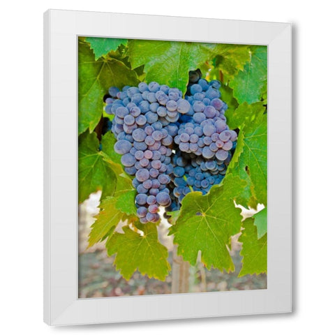 Cougar Winery Grapes I White Modern Wood Framed Art Print by Peterson, Lee