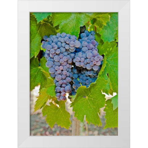 Cougar Winery Grapes I White Modern Wood Framed Art Print by Peterson, Lee