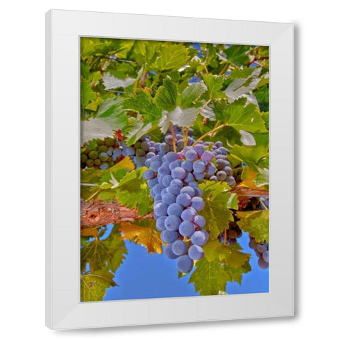 Cougar Winery Grapes II White Modern Wood Framed Art Print by Peterson, Lee
