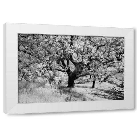 Cayucos II White Modern Wood Framed Art Print by Peterson, Lee