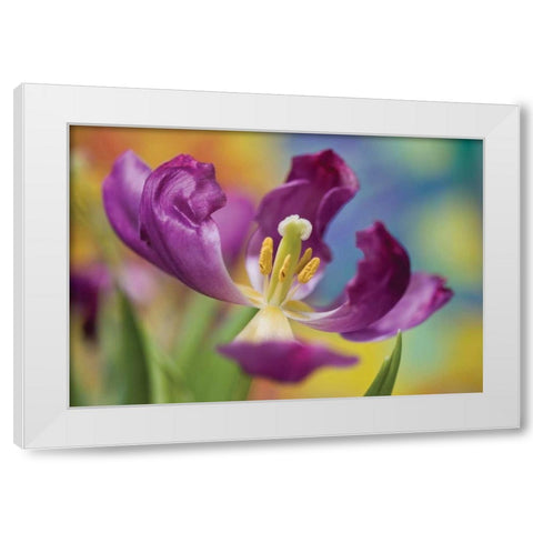 Purple Tulip I White Modern Wood Framed Art Print by Peterson, Lee
