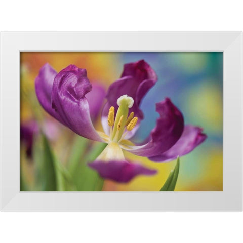 Purple Tulip I White Modern Wood Framed Art Print by Peterson, Lee