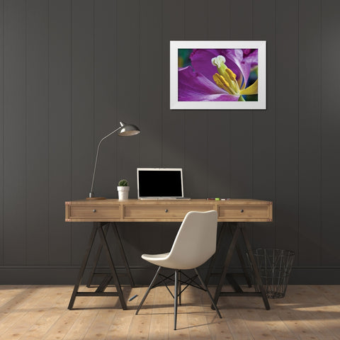 Purple Tulip II White Modern Wood Framed Art Print by Peterson, Lee