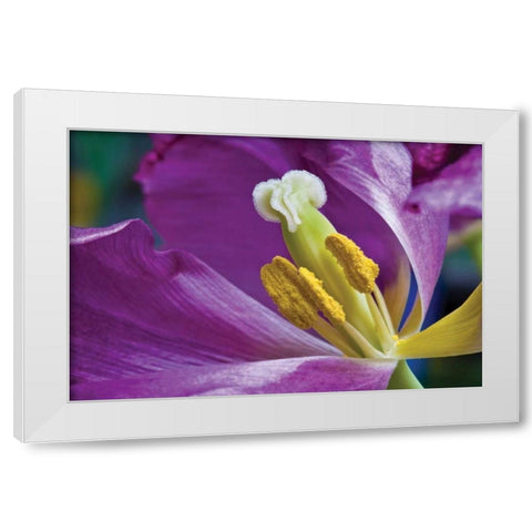 Purple Tulip II White Modern Wood Framed Art Print by Peterson, Lee
