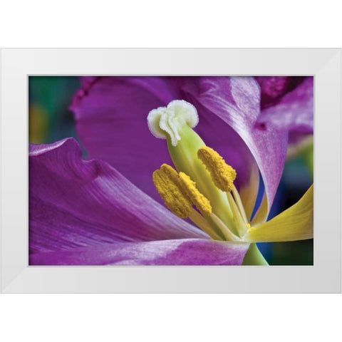 Purple Tulip II White Modern Wood Framed Art Print by Peterson, Lee