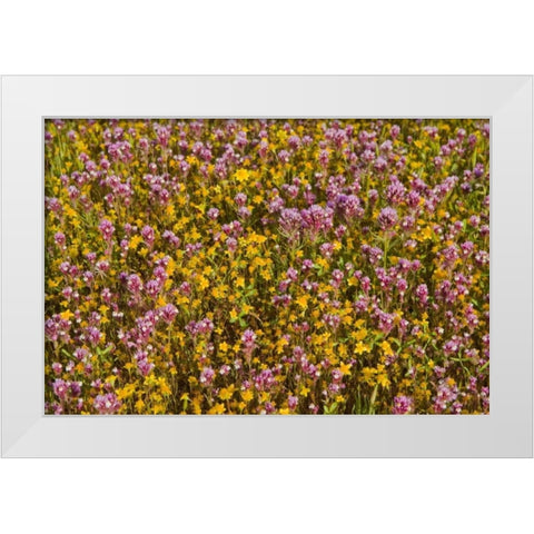 Yellow and Purple White Modern Wood Framed Art Print by Peterson, Lee