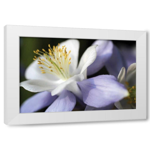 Purple Columbine II White Modern Wood Framed Art Print by Putman, Tammy