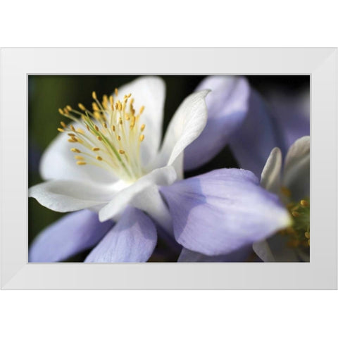 Purple Columbine II White Modern Wood Framed Art Print by Putman, Tammy