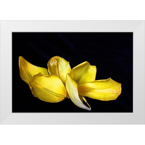 Pieces White Modern Wood Framed Art Print by Putman, Tammy