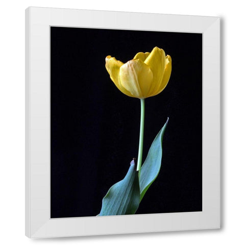 Single Tulip White Modern Wood Framed Art Print by Putman, Tammy