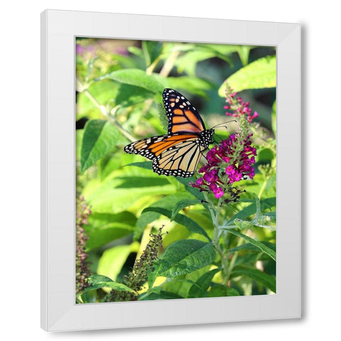 Monarch Garden I White Modern Wood Framed Art Print by Putman, Tammy