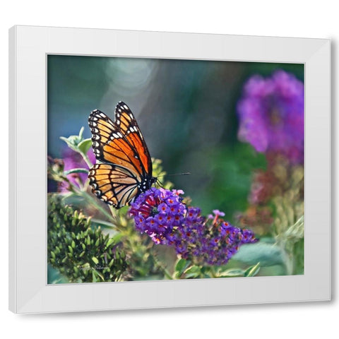 Monarch Garden II White Modern Wood Framed Art Print by Putman, Tammy