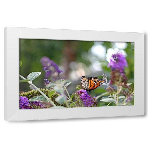 Monarch Garden III White Modern Wood Framed Art Print by Putman, Tammy