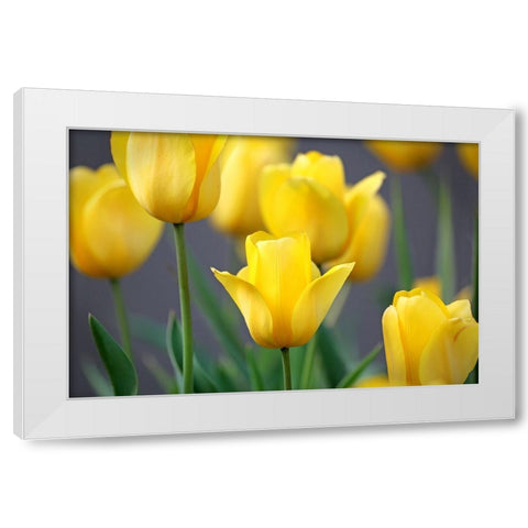 Yellow Tulips White Modern Wood Framed Art Print by Putman, Tammy