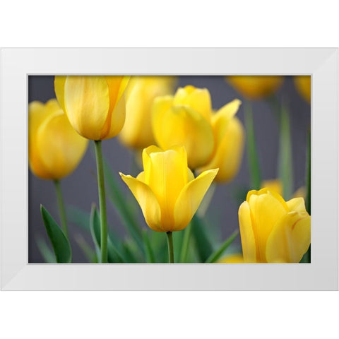 Yellow Tulips White Modern Wood Framed Art Print by Putman, Tammy