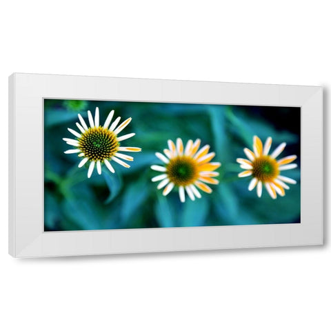 Daisy Trio White Modern Wood Framed Art Print by Putman, Tammy