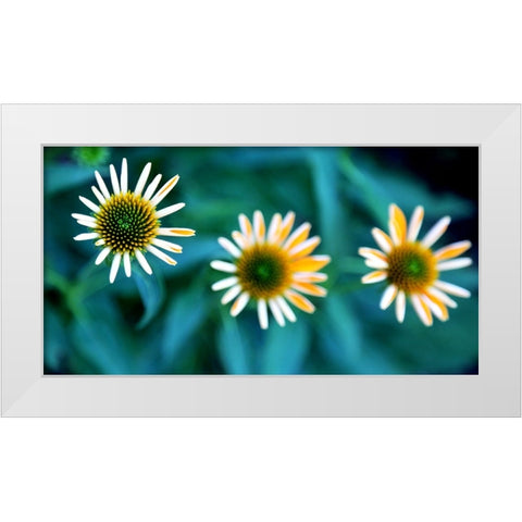 Daisy Trio White Modern Wood Framed Art Print by Putman, Tammy