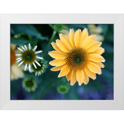 Daisies White Modern Wood Framed Art Print by Putman, Tammy