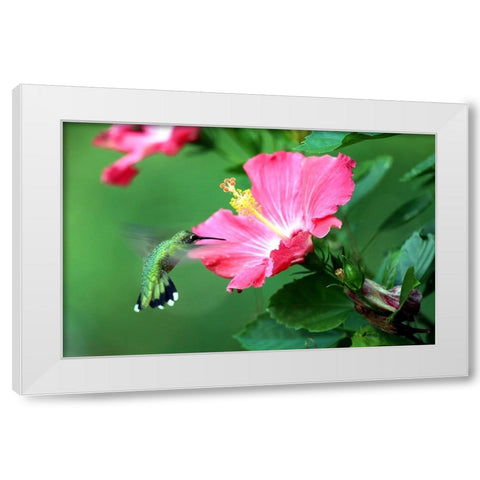 Hummingbird I White Modern Wood Framed Art Print by Putman, Tammy