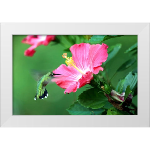Hummingbird I White Modern Wood Framed Art Print by Putman, Tammy