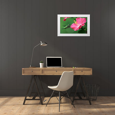 Hummingbird II White Modern Wood Framed Art Print by Putman, Tammy