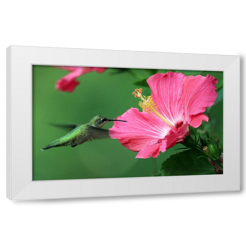 Hummingbird II White Modern Wood Framed Art Print by Putman, Tammy