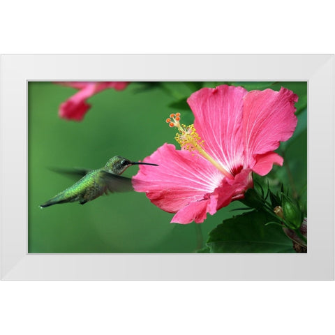 Hummingbird II White Modern Wood Framed Art Print by Putman, Tammy