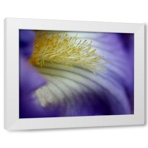 Iris White Modern Wood Framed Art Print by Putman, Tammy