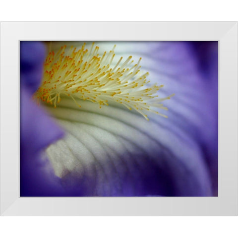 Iris White Modern Wood Framed Art Print by Putman, Tammy