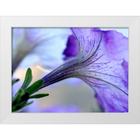 Purple Light White Modern Wood Framed Art Print by Putman, Tammy