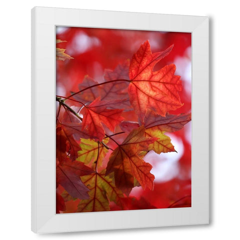 In the Red White Modern Wood Framed Art Print by Putman, Tammy