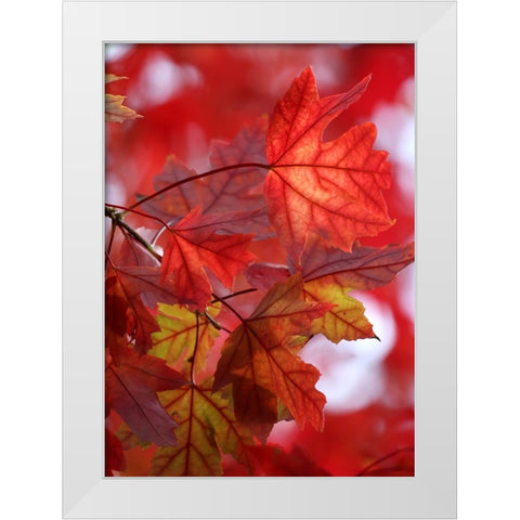 In the Red White Modern Wood Framed Art Print by Putman, Tammy