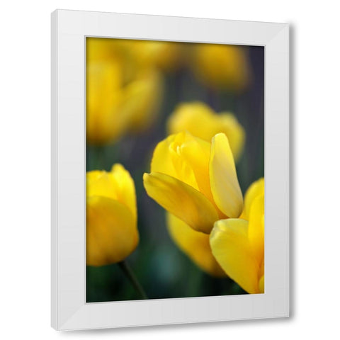 Yellow Tulips White Modern Wood Framed Art Print by Putman, Tammy
