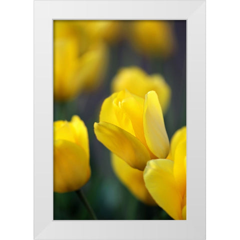 Yellow Tulips White Modern Wood Framed Art Print by Putman, Tammy