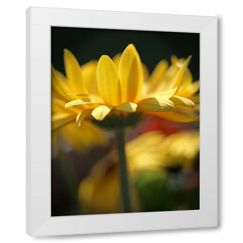 Yellow Daisies White Modern Wood Framed Art Print by Putman, Tammy