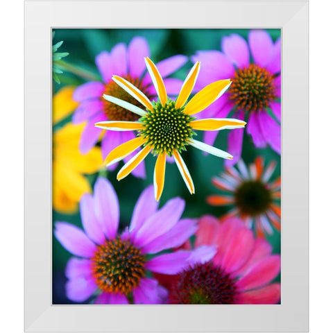 Colorful Bouquet II White Modern Wood Framed Art Print by Putman, Tammy