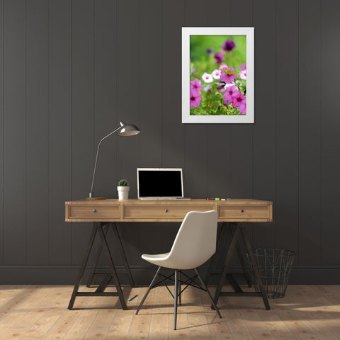 Purple And White Petunias White Modern Wood Framed Art Print by Putman, Tammy