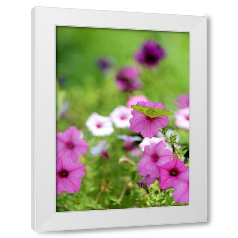 Purple And White Petunias White Modern Wood Framed Art Print by Putman, Tammy