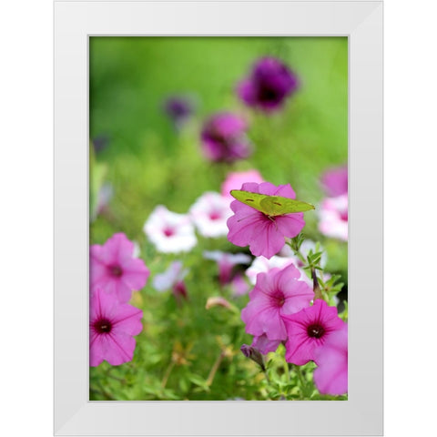 Purple And White Petunias White Modern Wood Framed Art Print by Putman, Tammy
