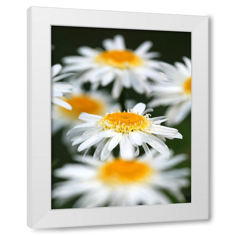 White Daisies White Modern Wood Framed Art Print by Putman, Tammy
