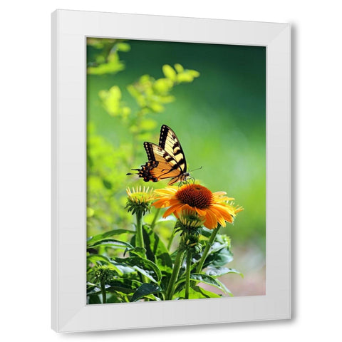 Eastern Tiger Swallowtail White Modern Wood Framed Art Print by Putman, Tammy