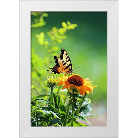 Eastern Tiger Swallowtail White Modern Wood Framed Art Print by Putman, Tammy