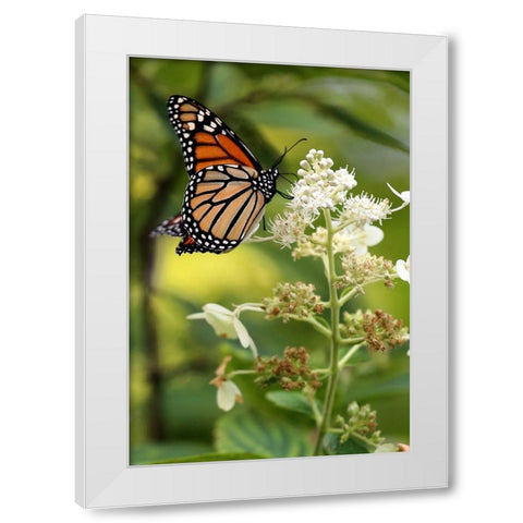 Monarch White Modern Wood Framed Art Print by Putman, Tammy