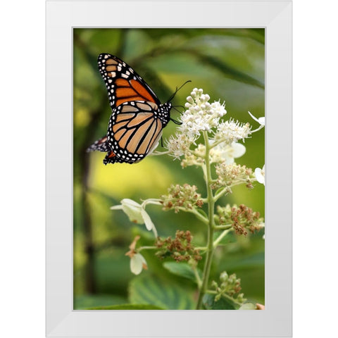 Monarch White Modern Wood Framed Art Print by Putman, Tammy