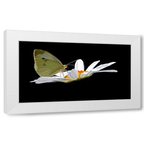 Cabbage White White Modern Wood Framed Art Print by Putman, Tammy