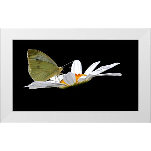Cabbage White White Modern Wood Framed Art Print by Putman, Tammy