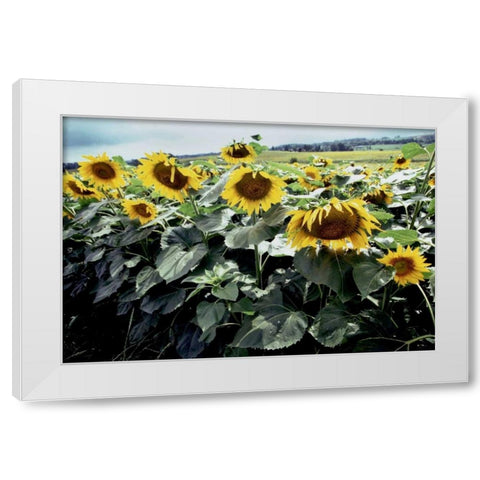 Sunflower Fields I White Modern Wood Framed Art Print by Stefko, Bob